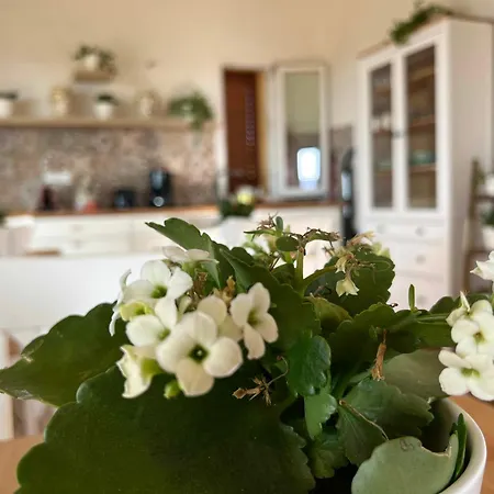 Country house Ulivi Di Cleo *