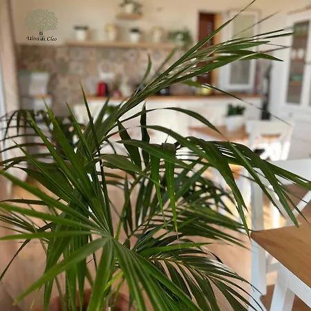 Ulivi Di Cleo Casa rural *