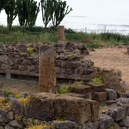 Ulivi Di Cleo *