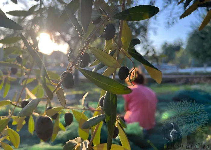 Ulivi Di Cleo Realmonte